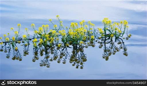 yellow flowers on the water