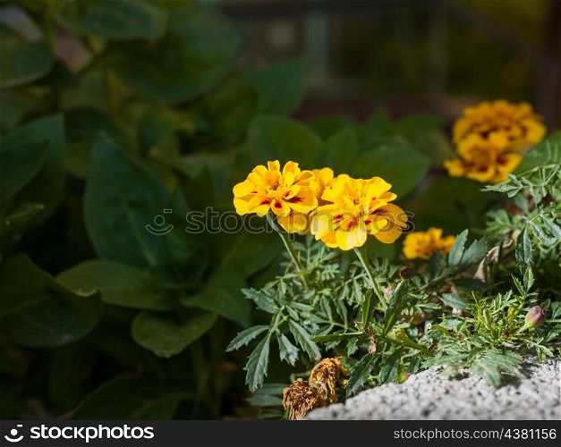 yellow flowers outdoors in autumn on green background