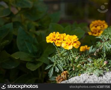yellow flowers outdoors in autumn on green background