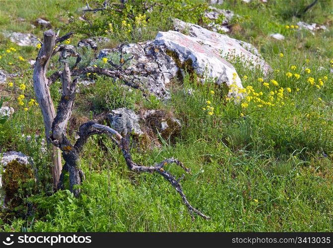 Yellow flowers , stones and dead broken trunk of tree on spring mountainside