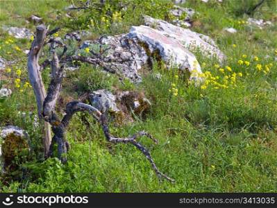 Yellow flowers , stones and dead broken trunk of tree on spring mountainside