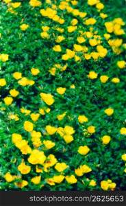 Yellow flowers with leaves
