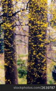 Yellow flowers with trees in background