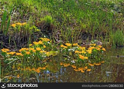 yellow flowerses in deep marsh