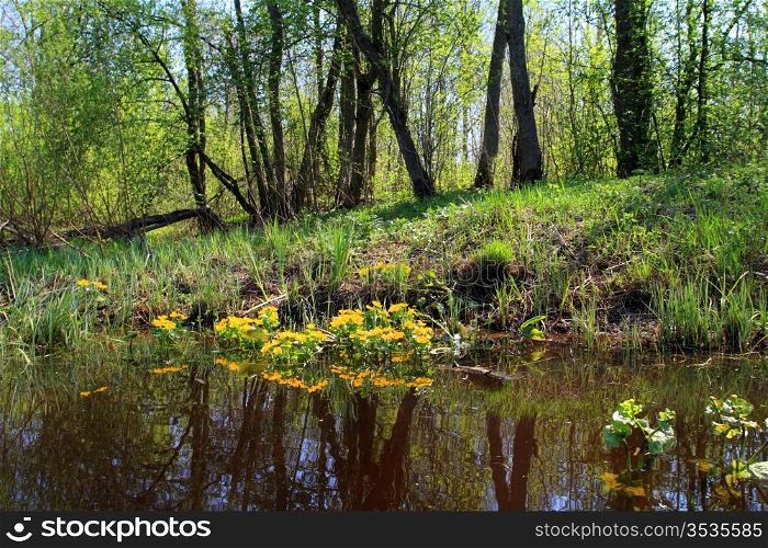 yellow flowerses in deep marsh