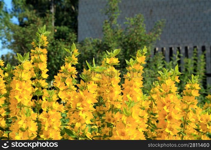 yellow flowerses in rural garden