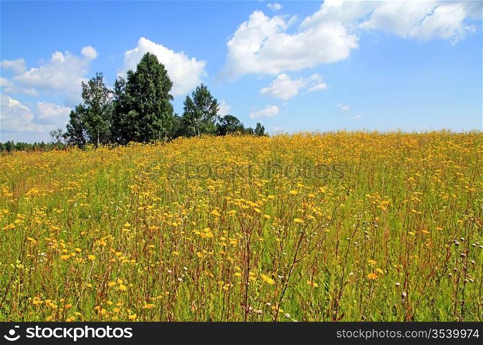 yellow flowerses on autumn field