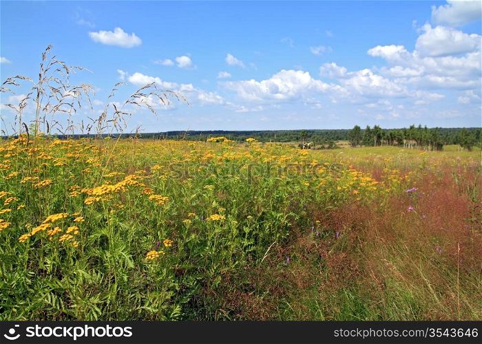 yellow flowerses on summer field