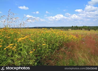 yellow flowerses on summer field