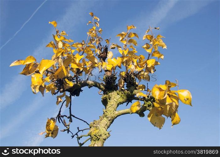 yellow foliage on fruit tree in dutch autumn and blue sky