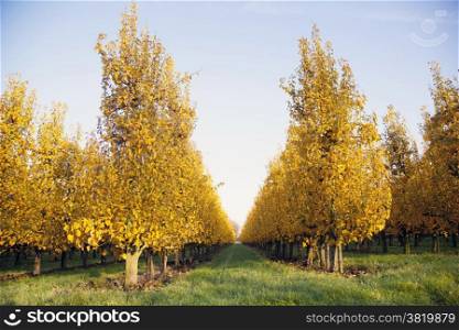yellow foliage on fruit trees in dutch autumn and blue sky