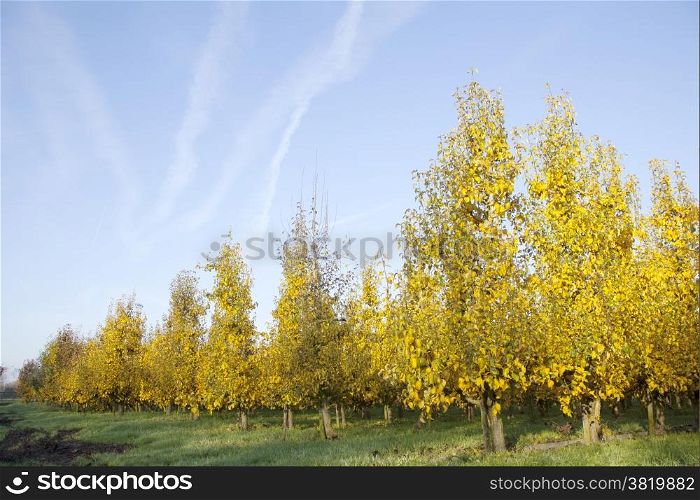 yellow foliage on fruit trees in dutch autumn and blue sky