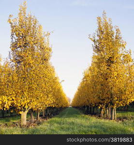 yellow foliage on fruit trees in dutch autumn and blue sky