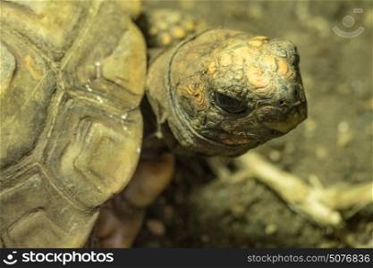Yellow Footed Tortoise under a warming lamp