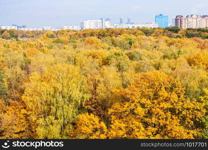 yellow forest and apartment houses on horizon on sunny autumn day