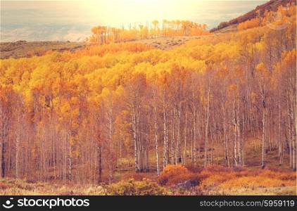 Yellow forest in Autumn