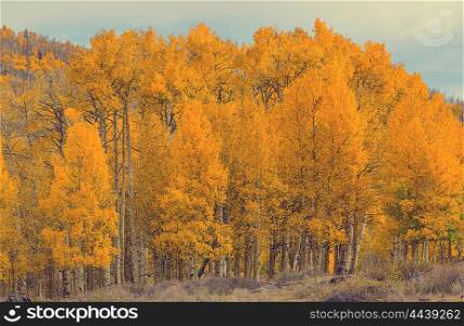 Yellow forest in Autumn time