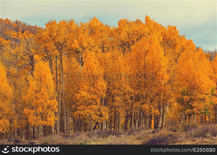 Yellow forest in Autumn time