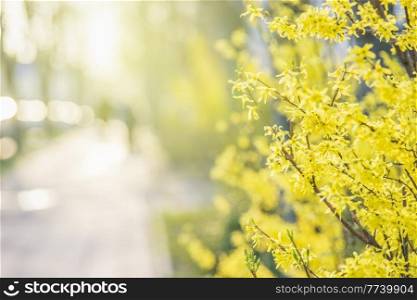 Yellow Forsythia blossom with blurred street background and natural light. Springtime in city with yellow blooming tree. Front view.