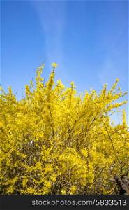 Yellow Forsythia bush on blue background in the spring