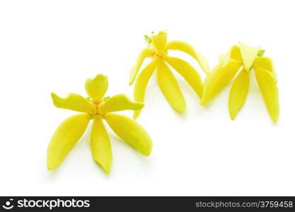 Yellow fragrant flower, Ylang-Ylang flower (Cananga odroata), isolated on a white background