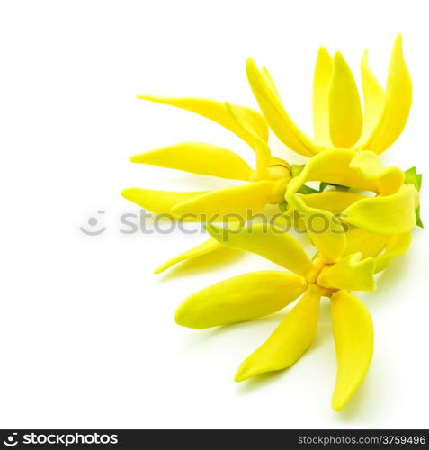Yellow fragrant flower, Ylang-Ylang flower (Cananga odroata), isolated on a white background