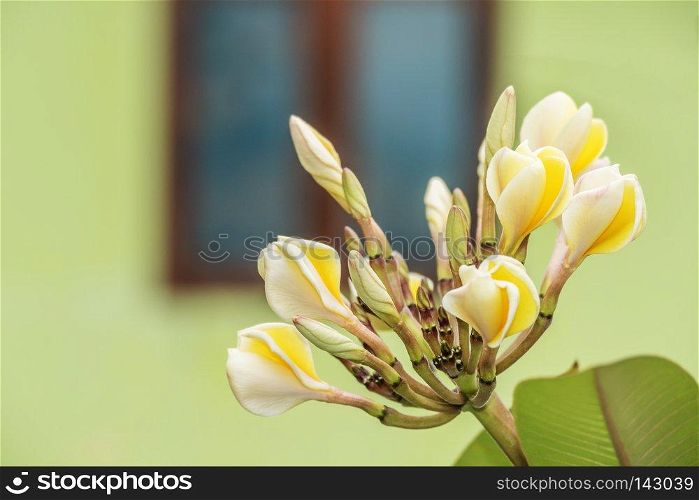 Yellow frangipani flower over blur window and green wall background