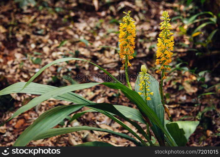 Yellow fresh Calanthe lyroglossa orchid or christmas in lush tropical forest - Good environmental and pure nature of Phu Kradueng national park - Loei, Thailand