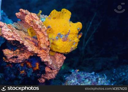 Yellow Frogfish on a Yellow Sponge underwater, North Sulawesi, Sulawesi, Indonesia