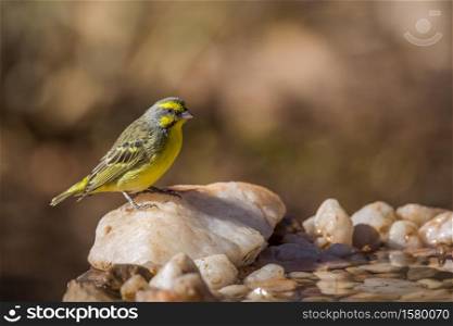 Yellow fronted Canary standing at waterhole in Kruger National park, South Africa ; Specie Crithagra mozambica family of Fringillidae. Yellow fronted Canary in Kruger National park, South Africa