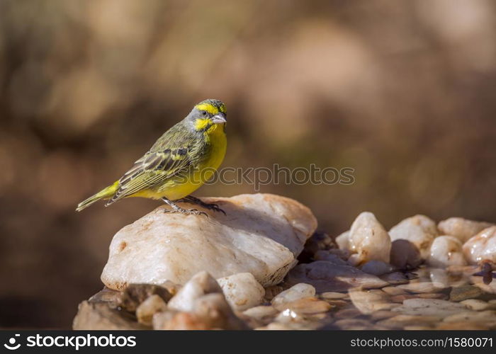 Yellow fronted Canary standing at waterhole in Kruger National park, South Africa ; Specie Crithagra mozambica family of Fringillidae. Yellow fronted Canary in Kruger National park, South Africa