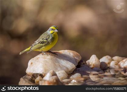 Yellow fronted Canary standing at waterhole in Kruger National park, South Africa ; Specie Crithagra mozambica family of Fringillidae. Yellow fronted Canary in Kruger National park, South Africa