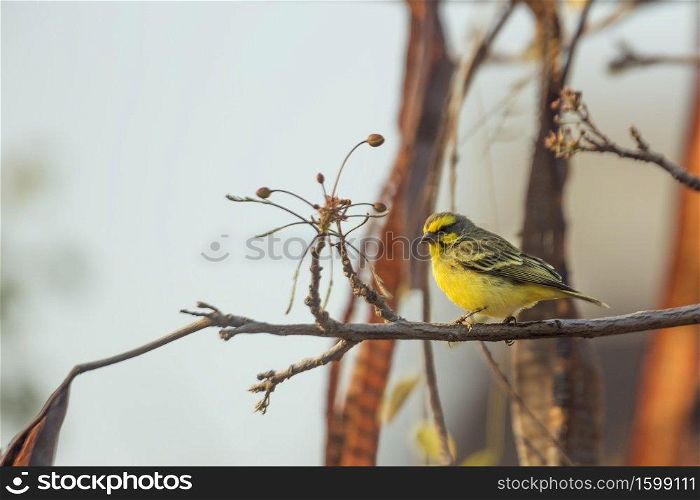 Yellow fronted Canary standing on a branch with natural backgrounc in Kruger National park, South Africa ; Specie Crithagra mozambica family of Fringillidae. Yellow fronted Canary in Kruger National park, South Africa