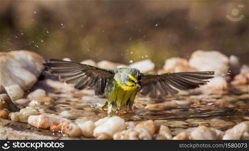Yellow fronted Canary taking of from waterhole in Kruger National park, South Africa ; Specie Crithagra mozambica family of Fringillidae. Yellow fronted Canary in Kruger National park, South Africa