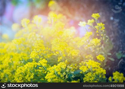 Yellow garden flowers on sunset light, outdoor nature background, close up