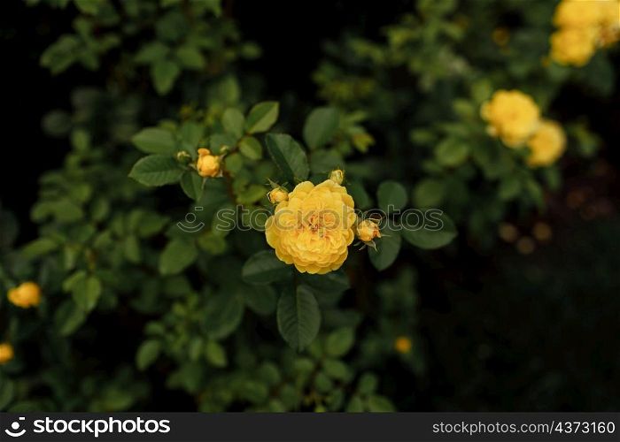 Yellow garden roses pattern close up. Beautiful yellow rose bush up against a natural background in springtime. Floral wallpaper. Yellow garden roses pattern close up. Beautiful yellow rose bush up against a natural background in springtime. Floral wallpaper.