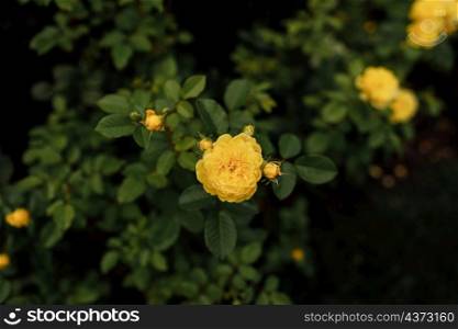 Yellow garden roses pattern close up. Beautiful yellow rose bush up against a natural background in springtime. Floral wallpaper. Yellow garden roses pattern close up. Beautiful yellow rose bush up against a natural background in springtime. Floral wallpaper.