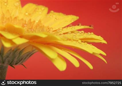 Yellow Gerbera. beautiful yellow gerbera flower on red background