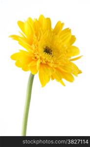 Yellow gerbera daisy flower isolated on white background.