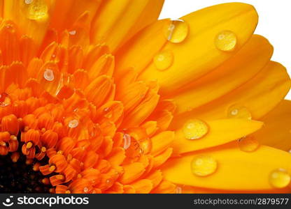 yellow gerbera flower close up background