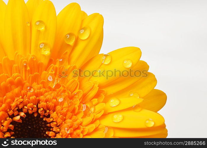 yellow gerbera flower close up background