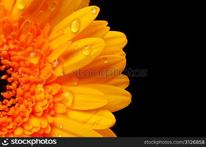 yellow gerbera flower close up background