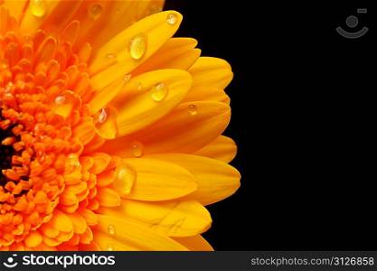 yellow gerbera flower close up background