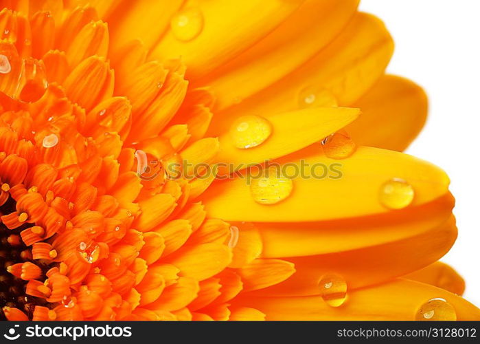 yellow gerbera flower close up background