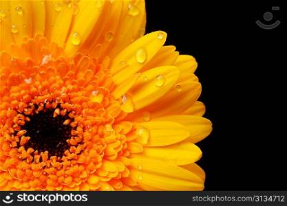 yellow gerbera flower close up background
