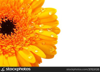 yellow gerbera flower close up background