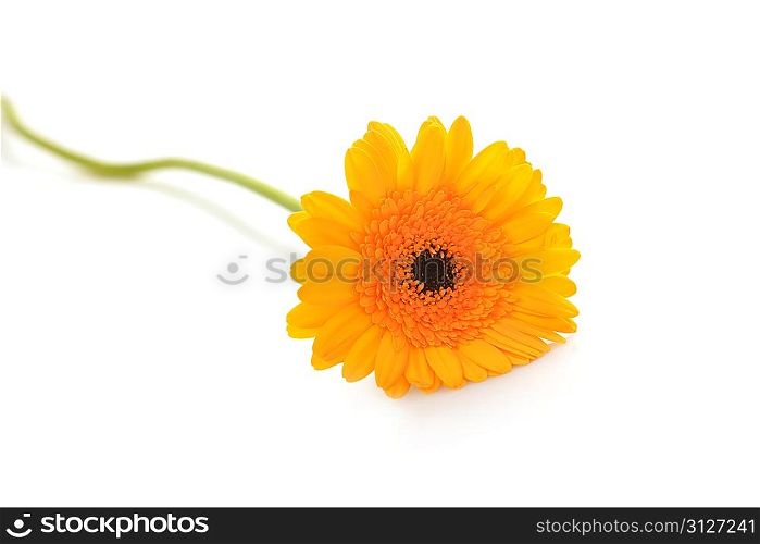 yellow gerbera flower close up isolated