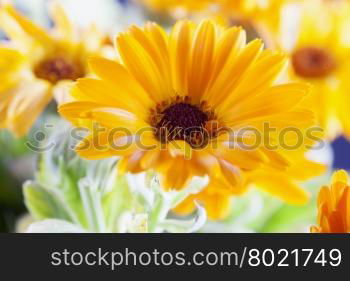 Yellow gerbera in a bunch, horizontal image