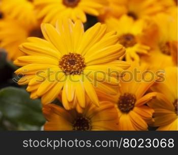 Yellow gerbera in a bunch, horizontal image
