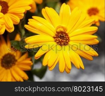 Yellow gerbera in close up, horizontal image